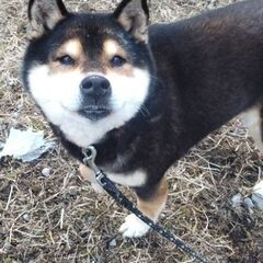豆柴犬みたいな柴犬　ノアちゃん４歳位
