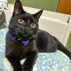 若年性白内障のボンベイの男の子💙 − 大阪府