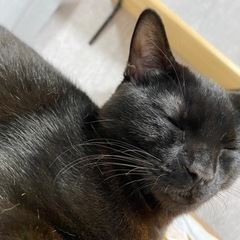 若年性白内障のボンベイの男の子💙 - 里親募集