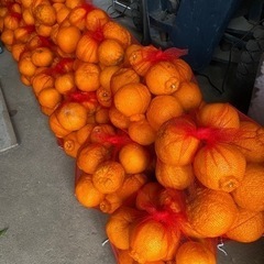 不知火みかん5キロわけあり家庭用  の画像
