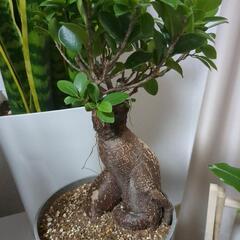 観葉植物🥹🌱