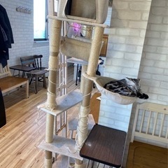 キャットタワーあげます