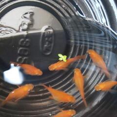 メダカ ダルマ、半ダルマ ショート系 めちゃくちゃ可愛いです❗️の画像