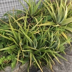 アロエベラ差し上げます！