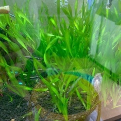水草　スクリューバリスネリア　格安