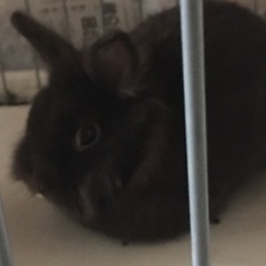 うさぎ　男の子
