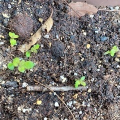 何の芽でしょうか？