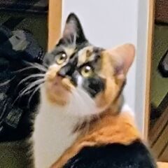 まん丸オチリと長いチッポの♪三毛猫ちゃん♪