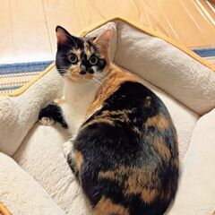 まん丸オチリと長いチッポの♪三毛猫ちゃん♪ - 猫