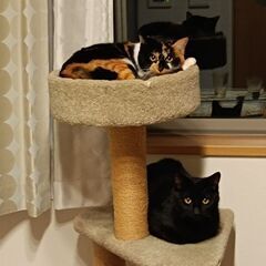 まん丸オチリと長いチッポの♪三毛猫ちゃん♪ - 里親募集