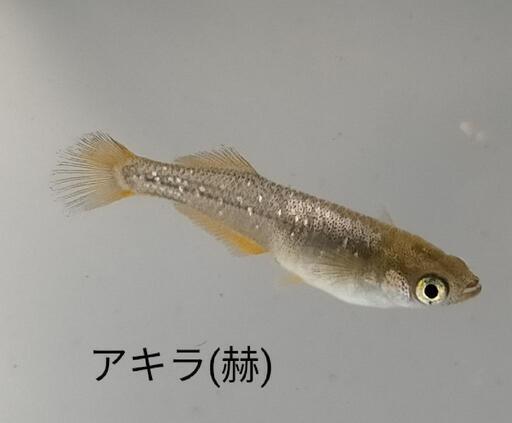 アキラ(赫) オロチ メダカ 各卵15個＋α