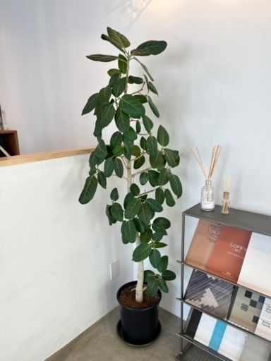 観葉植物・グリーンインテリア　6点セット