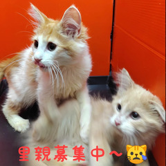 里親募集中～♪ノルウェージャンフォレストキャット♂３頭います(トライアウト猫) の画像