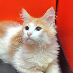 里親募集中～♪ノルウェージャンフォレストキャット♂３頭います(トライアウト猫)  - 福岡市