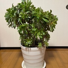 アエオエニウム特大　多肉　植物　黒法師　観葉植物の画像