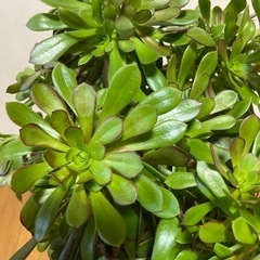 アエオエニウム特大　多肉　植物　黒法師　観葉植物の画像