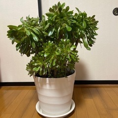 アエオエニウム特大　多肉　植物　黒法師　観葉植物