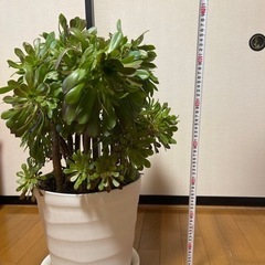 アエオエニウム特大　多肉　植物　黒法師　観葉植物の画像
