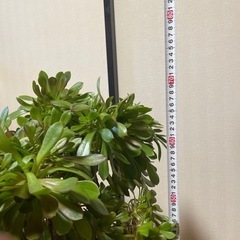 アエオエニウム特大　多肉　植物　黒法師　観葉植物の画像