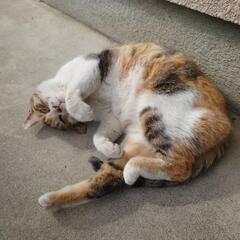 地域猫のミケちゃん　里親さんを募集