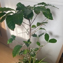 取引終了　多くの方からの問い合わせありがとうございました。観葉植物　コーヒーの木、オリズルラン、ブライダルベールの寄せ植えの画像