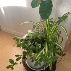 取引終了　多くの方からの問い合わせありがとうございました。観葉植物　コーヒーの木、オリズルラン、ブライダルベールの寄せ植えの画像