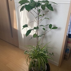 取引終了　多くの方からの問い合わせありがとうございました。観葉植...