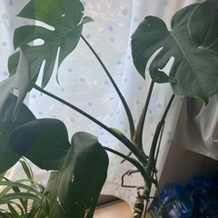 取引終了　観葉植物　オリズルランとモンステラの寄せ植えの画像