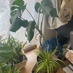 取引終了　観葉植物　オリズルランとモンステラの寄せ植え