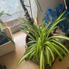 取引終了　観葉植物　オリズルランとモンステラの寄せ植えの画像