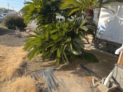 自分で掘って持っていってください。