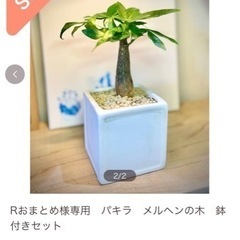 売り切れました！お得！スクエア鉢付きパキラ　お世話も簡単！丈夫な...