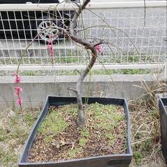 （決まりました）しだれ梅（赤）コストコ鉢付き