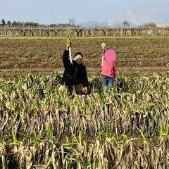2月26日　【ねぎワンコイン掘り放題】人数制限あり