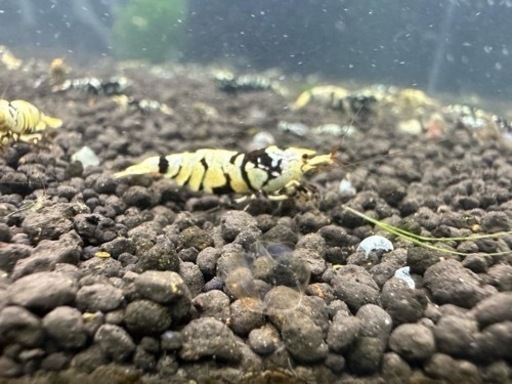 ブラックタイガーシュリンプ50匹❣①