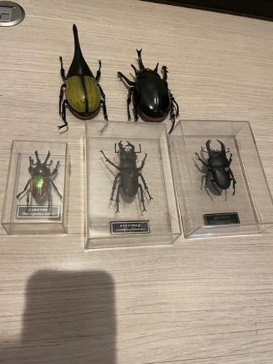 ディアゴスティーニ　世界の昆虫