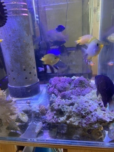 海水魚　ニモ　イソギンチャク　スターポリプ