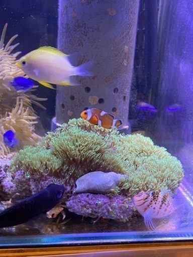 海水魚　ニモ　イソギンチャク　スターポリプ