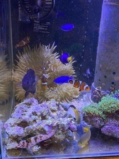 海水魚　ニモ　イソギンチャク　スターポリプ