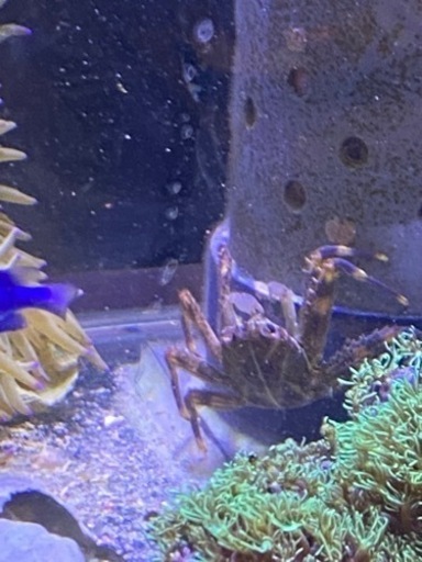 海水魚　ニモ　イソギンチャク　スターポリプ