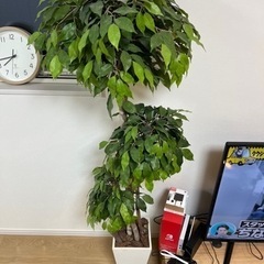 観葉植物（造花）（決定）