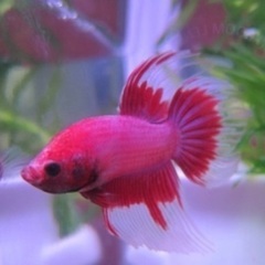 ベタ 熱帯魚 お譲り下さい