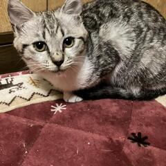 シルバー毛色の美猫