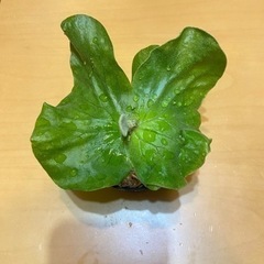 ビカクシダ　エレファントティス　コウモリラン　子株の画像