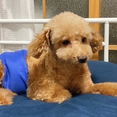 【現在里親様候補と調整中】育児放棄されていたトイプードル9歳