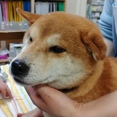 豆柴犬みたいな柴犬　ノンちゃん７歳位