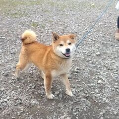 豆柴犬みたいな柴犬　ノンちゃん７歳位 - 里親募集