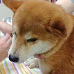 豆柴犬みたいな柴犬　ノンちゃん７歳位 - 犬