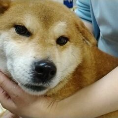 豆柴犬みたいな柴犬　ノンちゃん７歳位 - 成田市