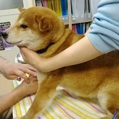 豆柴犬みたいな柴犬　ノンちゃん７歳位 − 千葉県